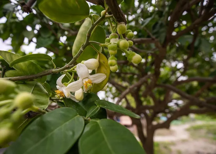 Tatil Evi Casa Di'elen *